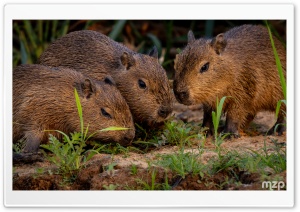 Capybara, Pups, Wildlife, Amazon, Social Animals, Close-up 4K UHD Wallpaper for Widescreen and UltraWide Desktop, UltraHD TV, Smartphone, Tablet
