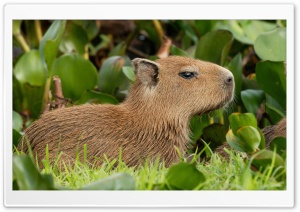 Capybara Venezuela Ultra HD Wallpaper for 4K UHD Widescreen desktop, tablet & smartphone