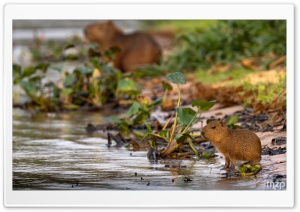Capybaras, Pup, Cub, Mother, Wildlife, River, Wetland 4K UHD Wallpaper for Widescreen and UltraWide Desktop, UltraHD TV, Smartphone, Tablet