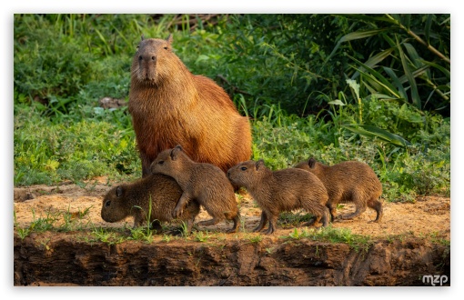 Capybaras, Pups, Mother, Wildlife, Herd, Family UltraHD Wallpaper for Widescreen 16:10 5:3 ; Fullscreen 4:3 3:2 ;
