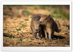 Capybaras, Pups, Wildlife, Amazon, Social Animals, Cute 4K UHD Wallpaper for Widescreen and UltraWide Desktop, UltraHD TV, Smartphone, Tablet