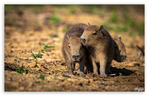 Capybaras, Pups, Wildlife, Amazon, Social Animals, Cute UltraHD Wallpaper for UHD 16:9 ; HD 16:9 ; Widescreen 16:10 5:3 ; Fullscreen 4:3 5:4 3:2 ; Tablet 1:1 ;