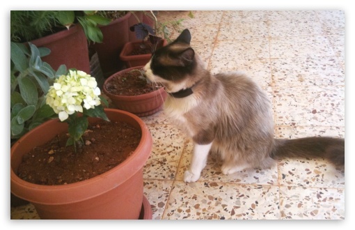 caramel cat UltraHD Wallpaper for Widescreen 16:10 ;