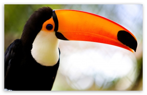 Caribbean Toucan UltraHD Wallpaper for HD 16:9 ; Widescreen 16:10 5:3 ; Fullscreen 4:3 3:2 ;