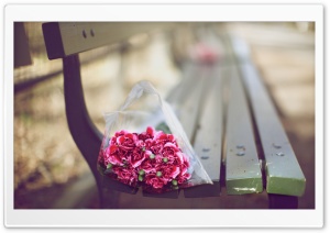 Carnations Bouquet On A Bench Ultra HD Wallpaper for 4K UHD Widescreen desktop, tablet & smartphone