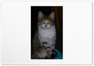 Cat 4K UHD Wallpaper for Widescreen and UltraWide Desktop, UltraHD TV, Smartphone, Tablet