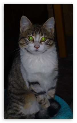 Cat UltraHD Wallpaper for Mobile 3:5 ;