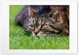 Cat Ultra HD Wallpaper for 4K UHD Widescreen desktop, tablet & smartphone