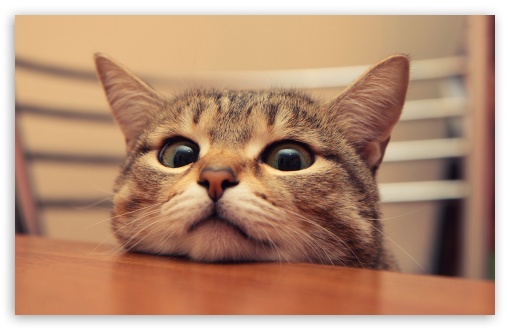 Cat UltraHD Wallpaper for Widescreen 16:10 ;