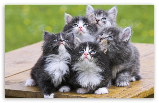 Cat 9 UltraHD Wallpaper for Widescreen 16:10 ;