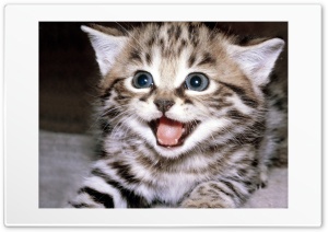 Cat 4K UHD Wallpaper for Widescreen and UltraWide Desktop, UltraHD TV, Smartphone, Tablet