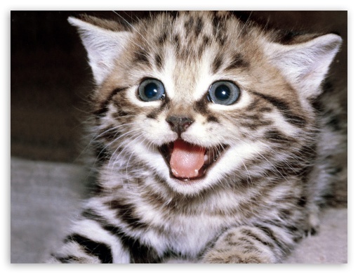 Cat UltraHD Wallpaper for Fullscreen 4:3 ;