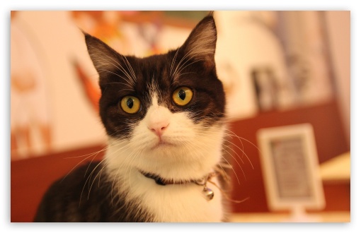 Cat UltraHD Wallpaper for HD 16:9 ; Widescreen 16:10 5:3 ; Fullscreen 4:3 5:4 3:2 ; Tablet 1:1 ;