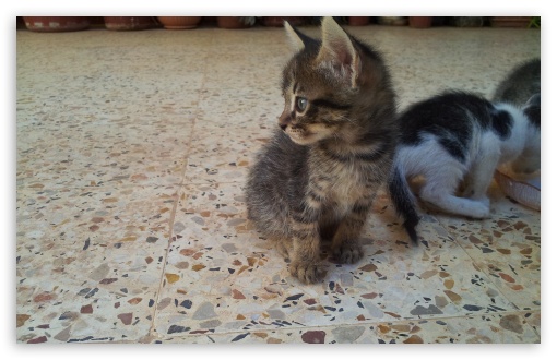 cat UltraHD Wallpaper for Widescreen 16:10 ;