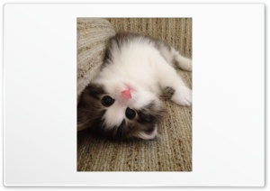 Cat 4K UHD Wallpaper for Widescreen and UltraWide Desktop, UltraHD TV, Smartphone, Tablet