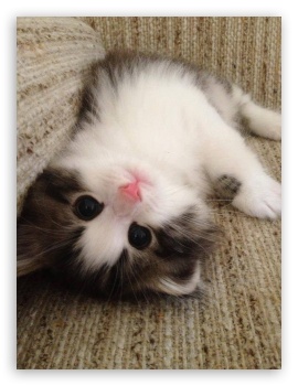 Cat UltraHD Wallpaper for Mobile 3:4 ;