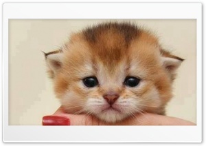 Cat 4K UHD Wallpaper for Widescreen and UltraWide Desktop, UltraHD TV, Smartphone, Tablet