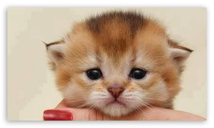 Cat UltraHD Wallpaper for Mobile 3:4 ;