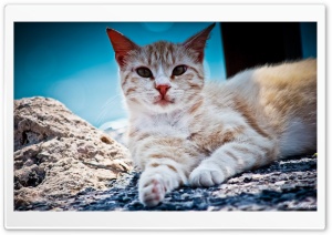 Cat Ultra HD Wallpaper for 4K UHD Widescreen desktop, tablet & smartphone