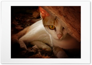 Cat 4K UHD Wallpaper for Widescreen and UltraWide Desktop, UltraHD TV, Smartphone, Tablet