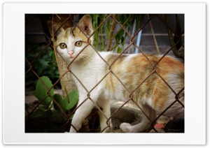 Cat 4K UHD Wallpaper for Widescreen and UltraWide Desktop, UltraHD TV, Smartphone, Tablet