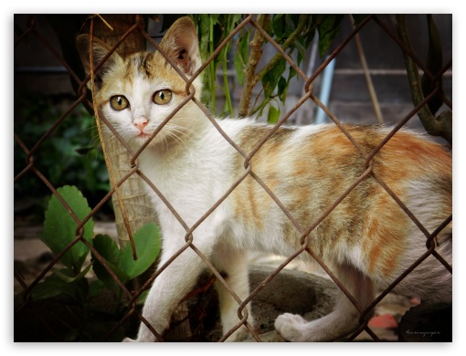 Cat UltraHD Wallpaper for Fullscreen 4:3 ;