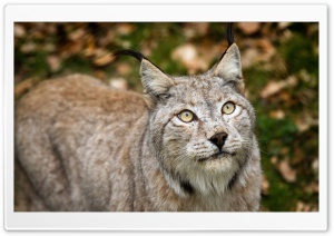 Cat 4K UHD Wallpaper for Widescreen and UltraWide Desktop, UltraHD TV, Smartphone, Tablet