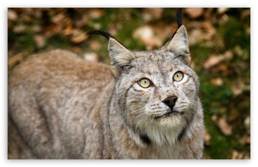 Cat UltraHD Wallpaper for Widescreen 16:10 ;