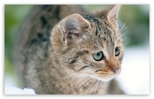 Cat UltraHD Wallpaper for Widescreen 16:10 ;