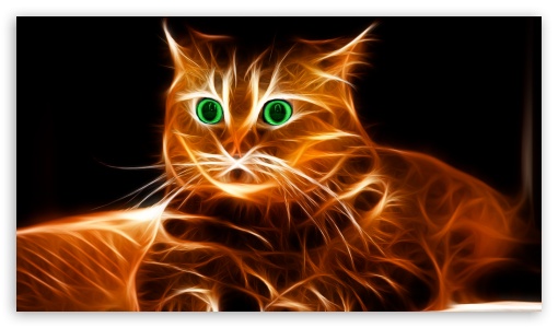 Cat UltraHD Wallpaper for HD 16:9 ;