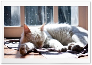 Cat & Dog Ultra HD Wallpaper for 4K UHD Widescreen desktop, tablet & smartphone
