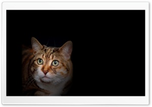 Cat Amazed Ultra HD Wallpaper for 4K UHD Widescreen desktop, tablet & smartphone