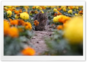 Cat Among The Flowers Ultra HD Wallpaper for 4K UHD Widescreen desktop, tablet & smartphone