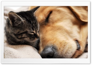 Cat And Dog Friendship Ultra HD Wallpaper for 4K UHD Widescreen desktop, tablet & smartphone