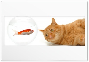 Cat And Fish Ultra HD Wallpaper for 4K UHD Widescreen desktop, tablet & smartphone