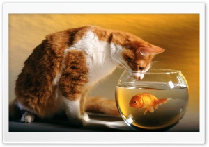 Cat and Fish Ultra HD Wallpaper for 4K UHD Widescreen desktop, tablet & smartphone
