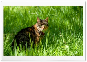 Cat And Grass Ultra HD Wallpaper for 4K UHD Widescreen desktop, tablet & smartphone