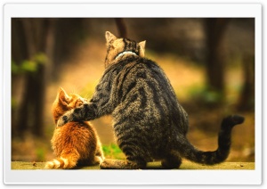 Cat and Kitten Ultra HD Wallpaper for 4K UHD Widescreen desktop, tablet & smartphone