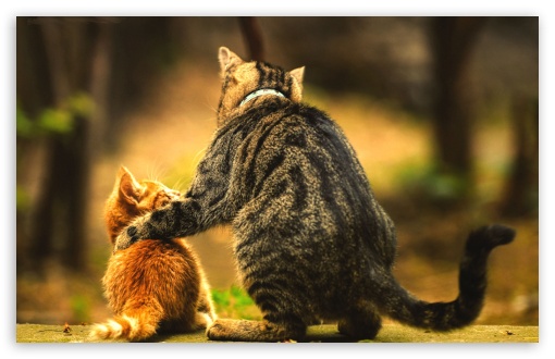 Cat and Kitten UltraHD Wallpaper for Widescreen 16:10 ;