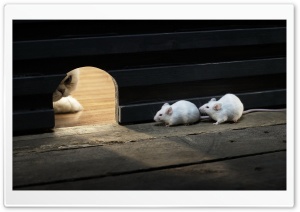 Cat And Mice Ultra HD Wallpaper for 4K UHD Widescreen desktop, tablet & smartphone