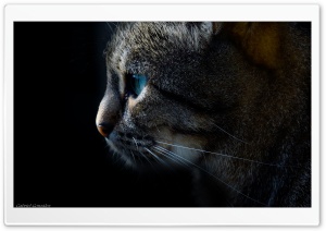 Cat, Animal, Dark Ultra HD Wallpaper for 4K UHD Widescreen desktop, tablet & smartphone