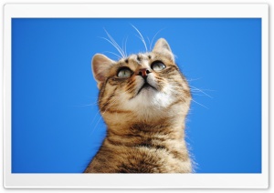 Cat, Blue Sky Ultra HD Wallpaper for 4K UHD Widescreen desktop, tablet & smartphone