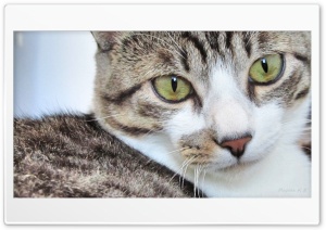 Cat cat Ultra HD Wallpaper for 4K UHD Widescreen desktop, tablet & smartphone