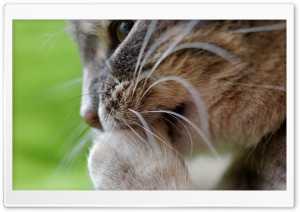 Cat Cleaning Ultra HD Wallpaper for 4K UHD Widescreen desktop, tablet & smartphone