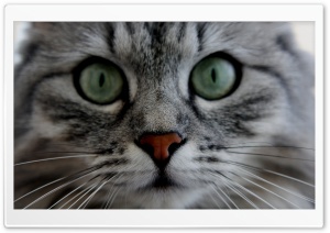 Cat Close up Ultra HD Wallpaper for 4K UHD Widescreen desktop, tablet & smartphone