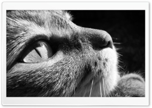 Cat Close Up BW Ultra HD Wallpaper for 4K UHD Widescreen desktop, tablet & smartphone