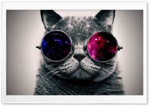 cat cooler 4K UHD Wallpaper for Widescreen and UltraWide Desktop, UltraHD TV, Smartphone, Tablet