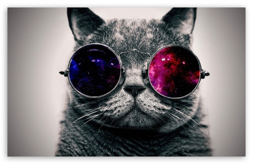 cat cooler UltraHD Wallpaper for Widescreen 16:10 ;