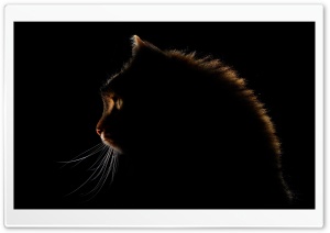 Cat Dark Silhouette Ultra HD Wallpaper for 4K UHD Widescreen desktop, tablet & smartphone