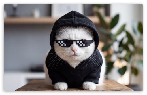 Cat Deal with It UltraHD Wallpaper for UHD 16:9 ; HD 16:9 ; UltraWide 32:9 32:10 ; Widescreen 16:10 ; Tablet 1:1 ; Mobile 9:16 9:19.5 9:20 9:21 9:22 ; Dual 16:10 16:9 ;
